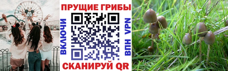 Псилоцибиновые грибы Psilocybine cubensis  наркота  Макарьев 